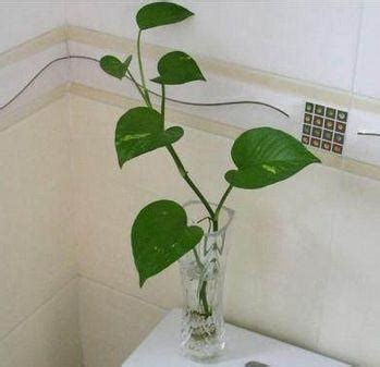 身宮入夫妻宮 廁所可以放什麼植物